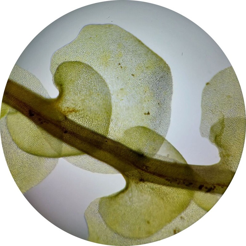 Scapania paludosa photo 4