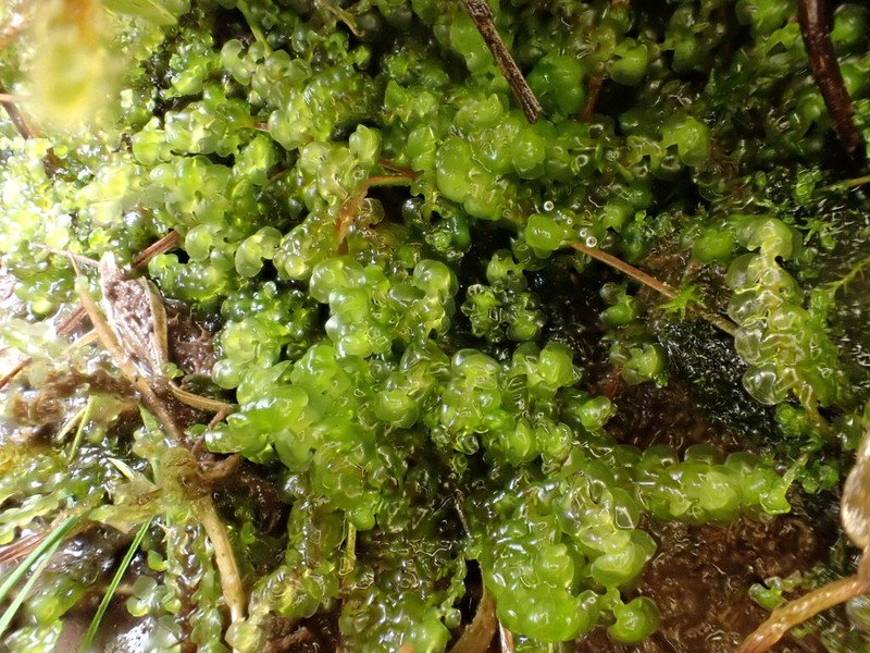 Scapania paludosa photo 5