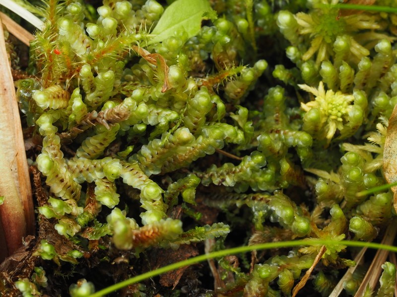 Scapania paludosa photo 7
