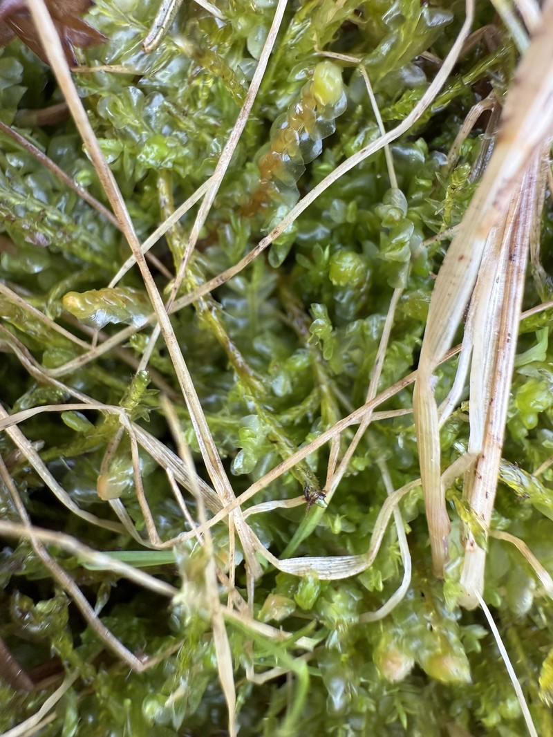 Scapania paludosa photo 8