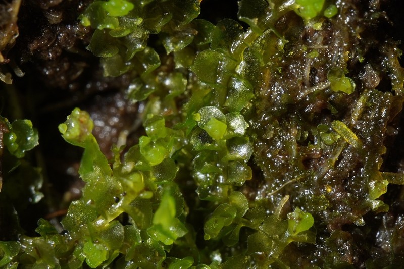 Scapania scandica photo 2