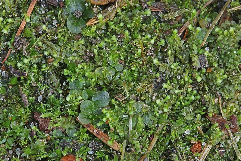 Scapania scandica photo 3