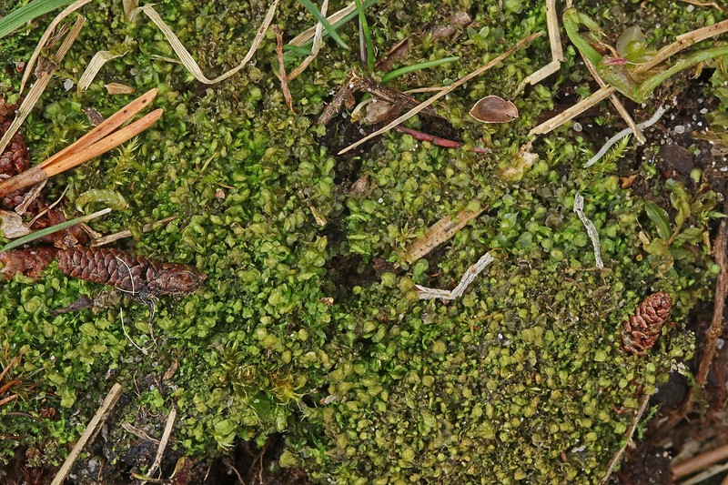 Scapania scandica photo 4