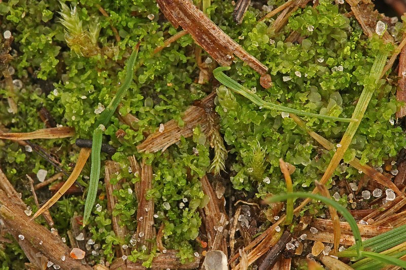 Scapania scandica photo 6