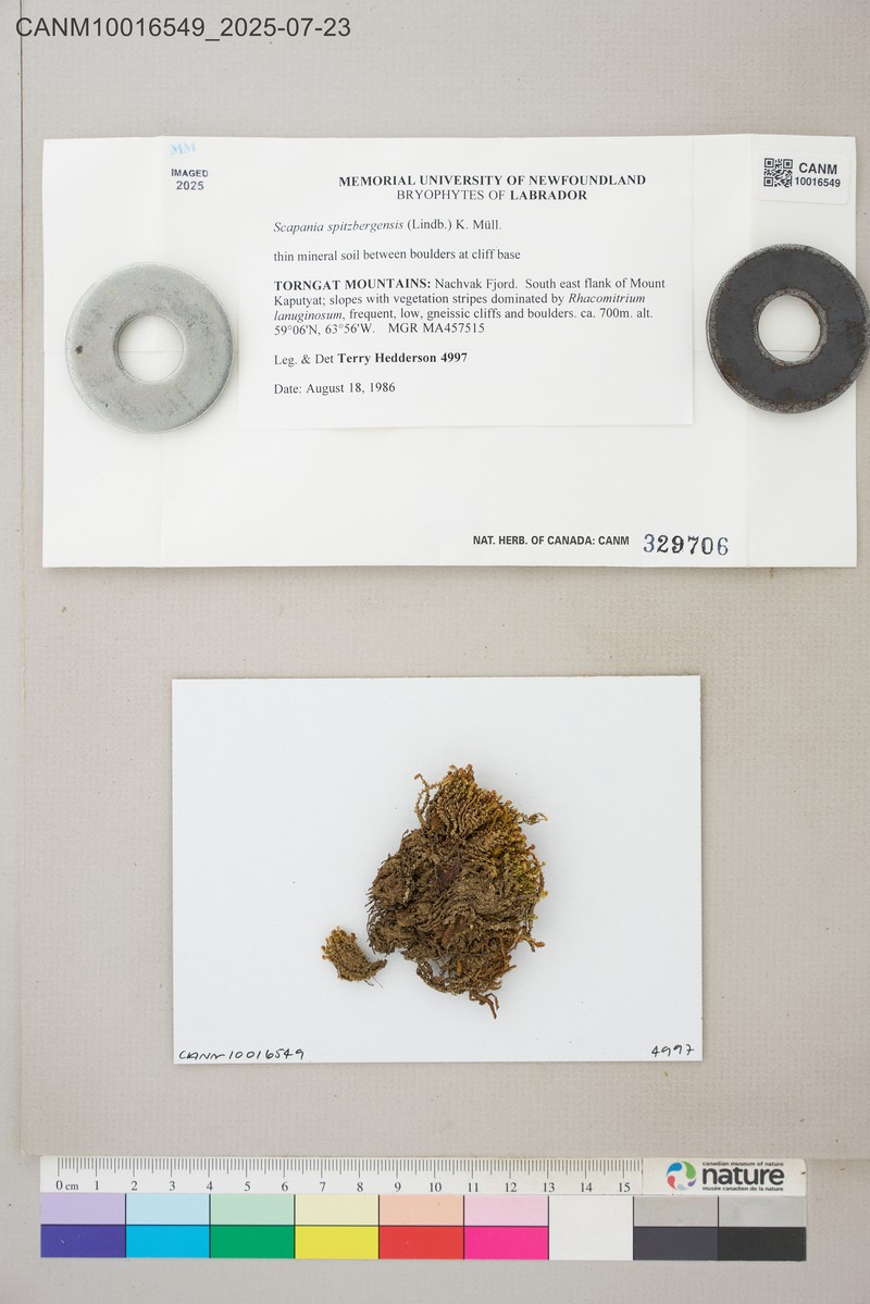 Scapania spitzbergensis photo 3