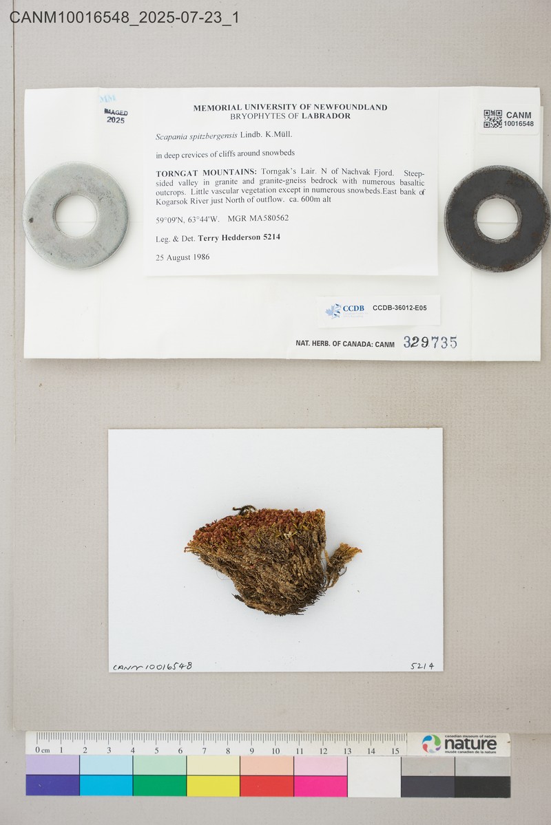 Scapania spitzbergensis photo 4