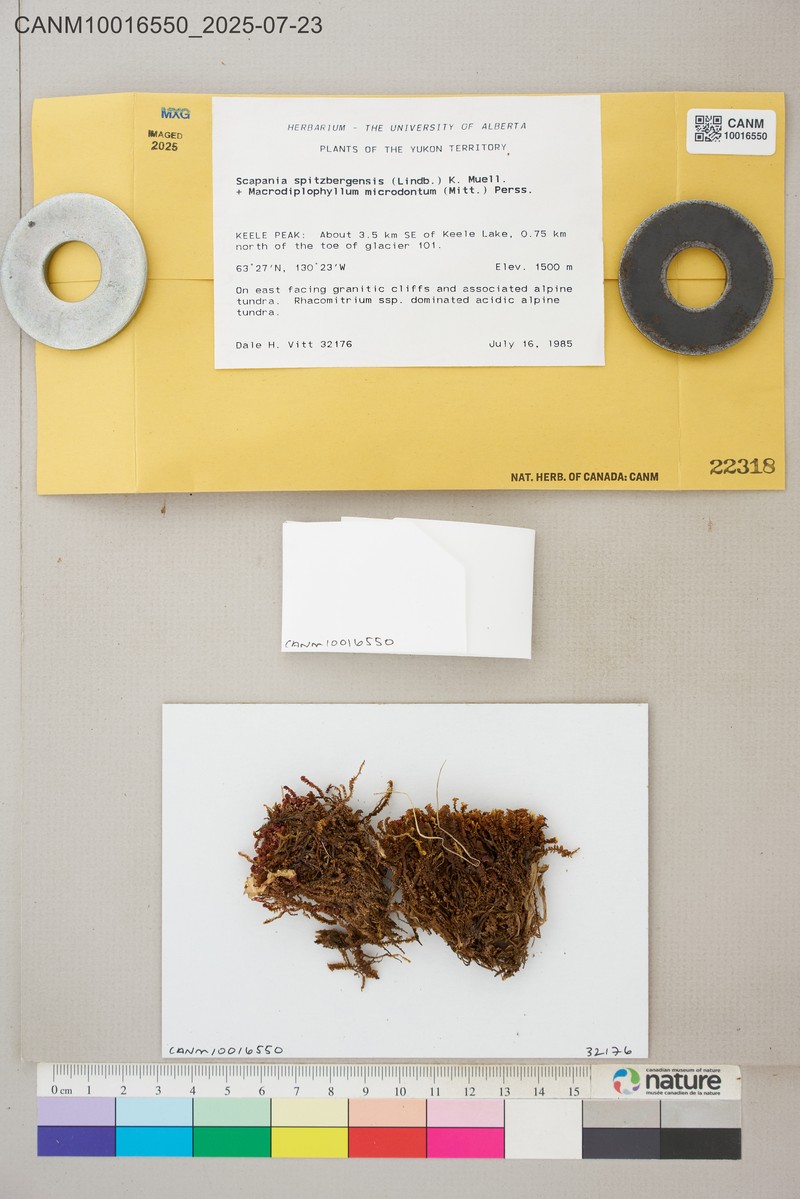 Scapania spitzbergensis photo 5