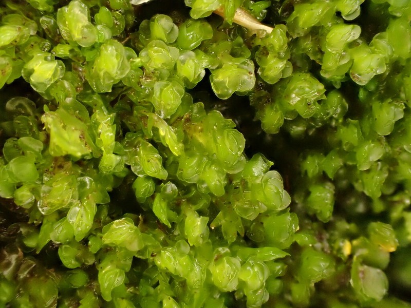 Scapania subalpina