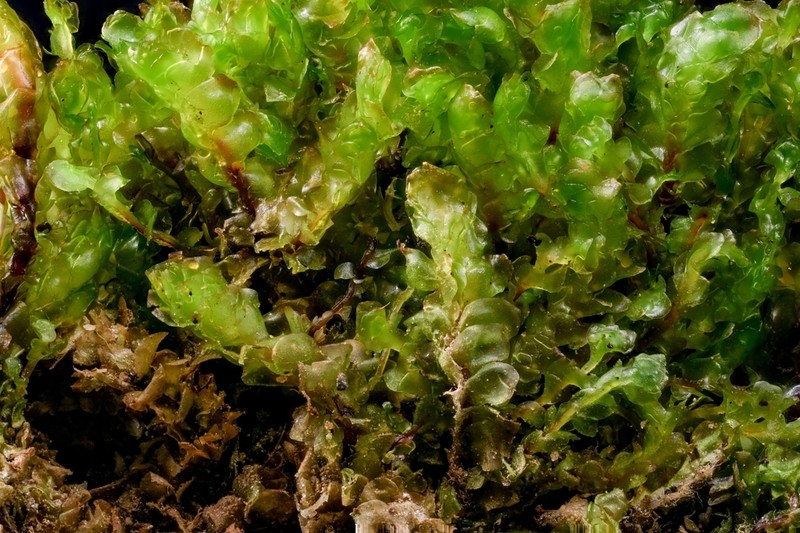 Scapania subalpina photo 2
