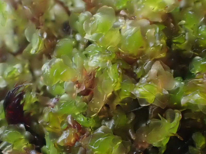Scapania subalpina photo 3
