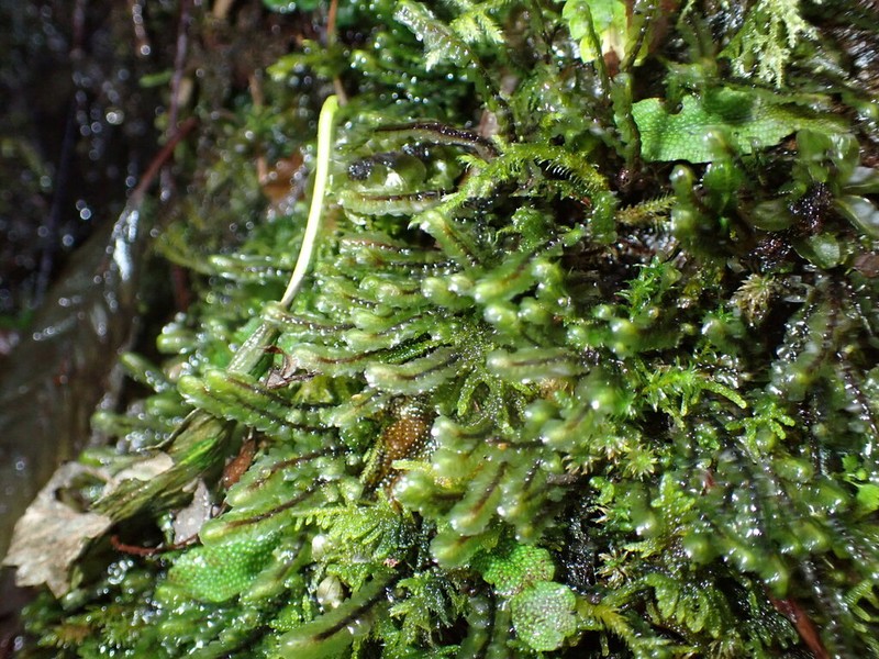 Scapania uliginosa