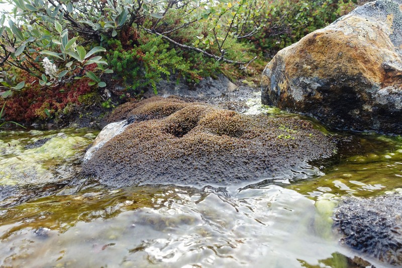 Scapania uliginosa photo 2