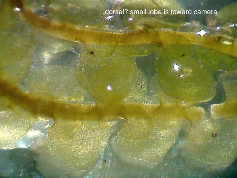 Scapania uliginosa photo 3