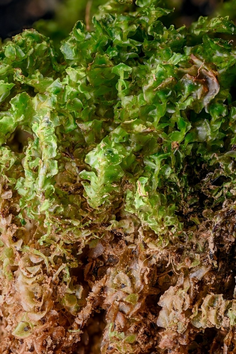 Scapania uliginosa photo 5