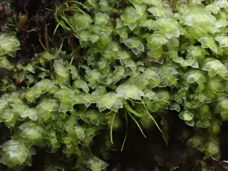 Scapania umbrosa