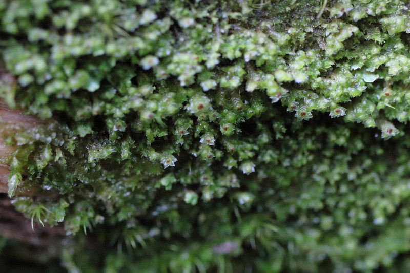 Scapania umbrosa photo 2