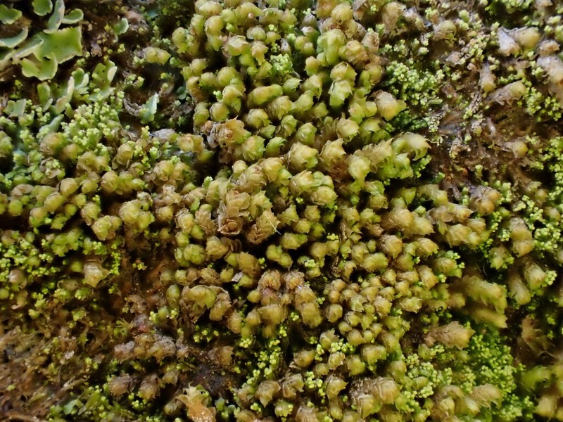 Scapania umbrosa photo 3