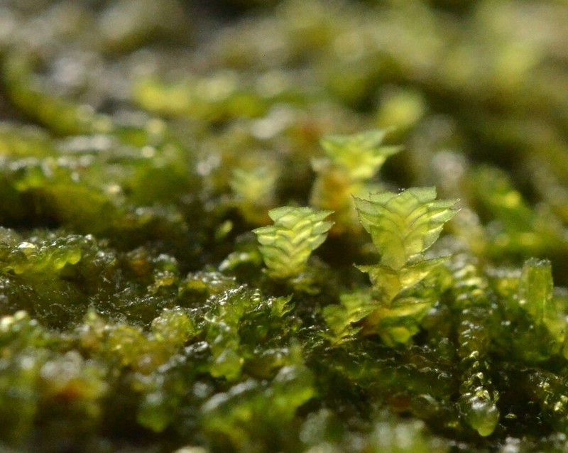 Scapania umbrosa photo 4