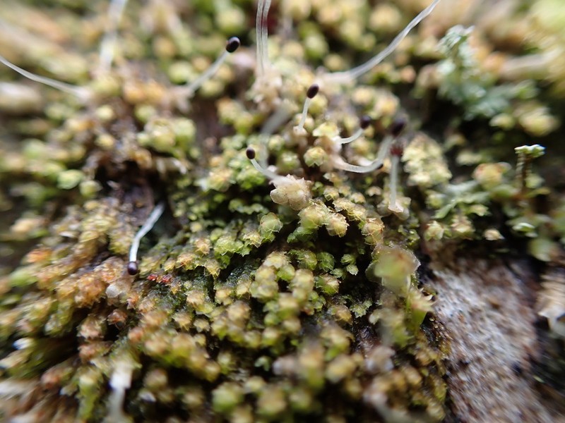 Scapania umbrosa photo 5