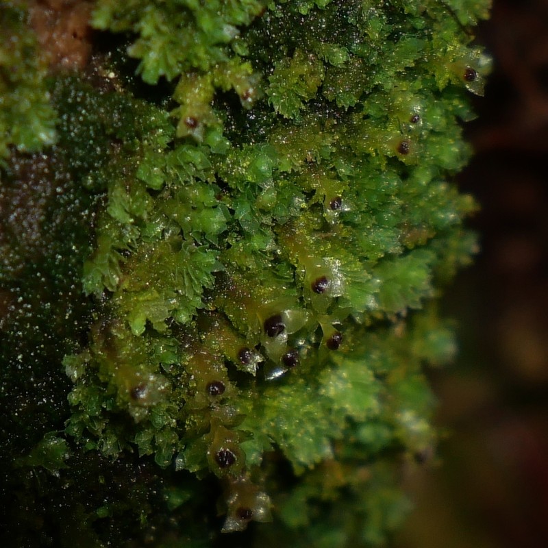 Scapania umbrosa photo 6