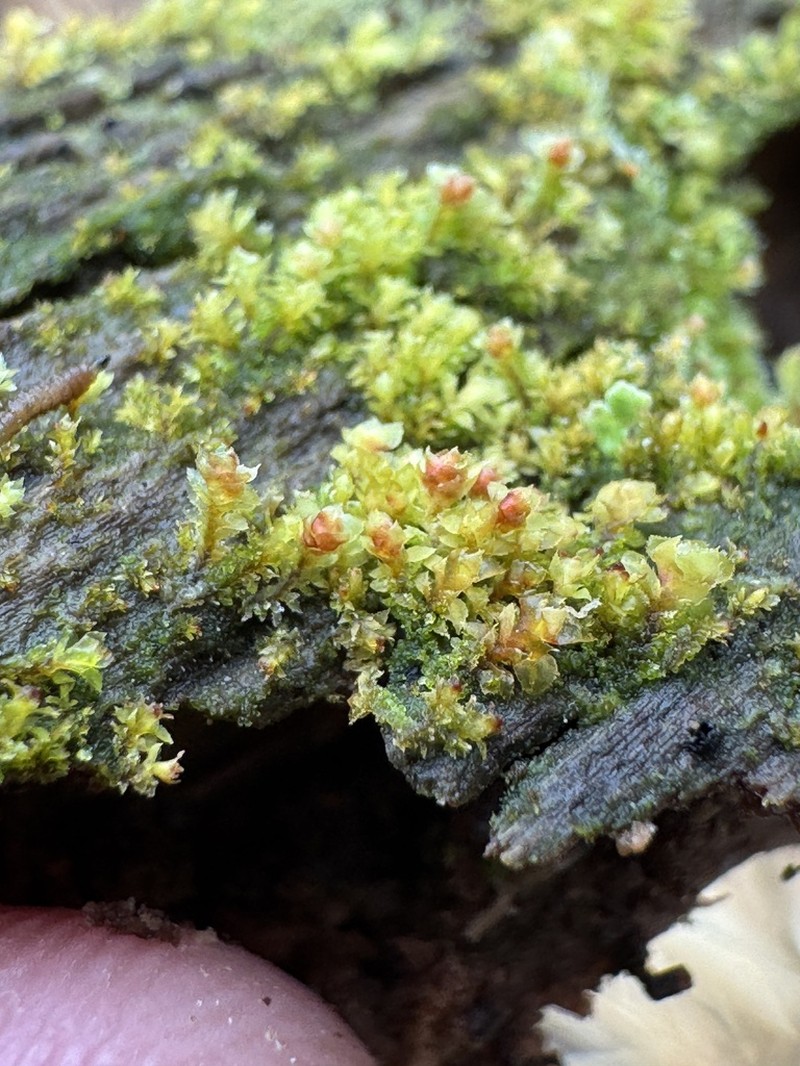 Scapania umbrosa photo 7