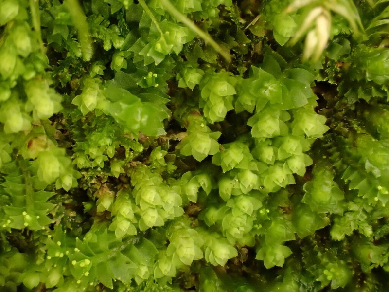Scapania umbrosa photo 8