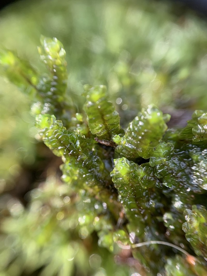 Scapania undulata photo 2