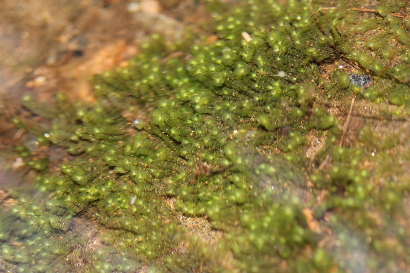 Scapania undulata photo 3