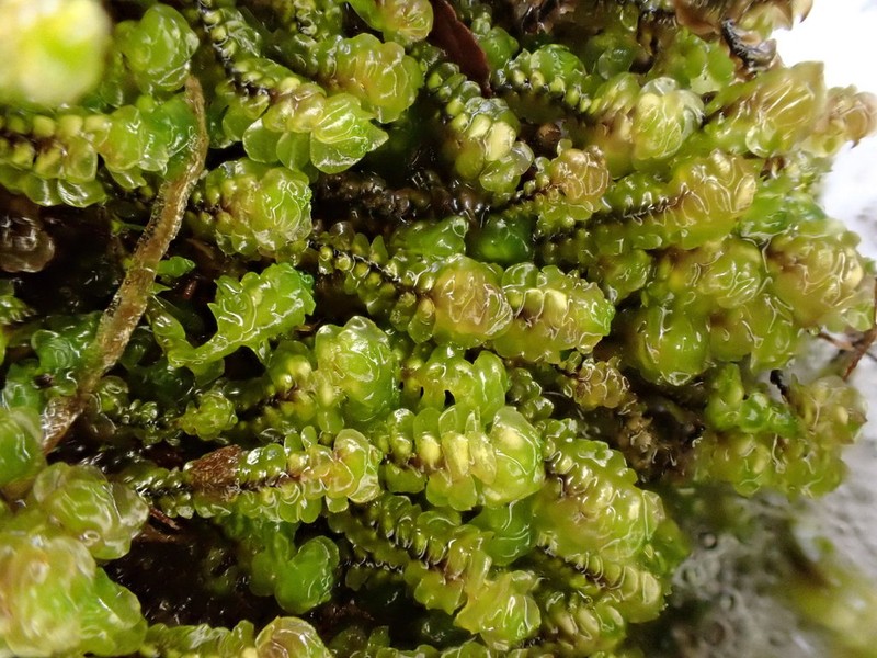 Scapania undulata photo 5