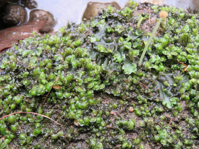Scapania undulata photo 6