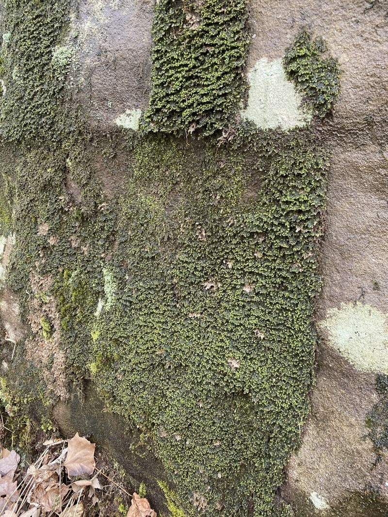 Scapania undulata photo 7
