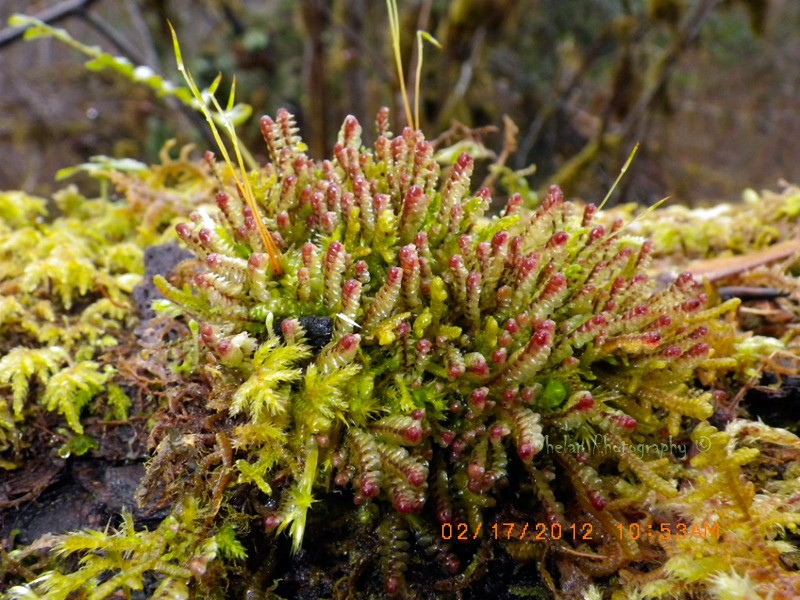 Scapania undulata photo 8