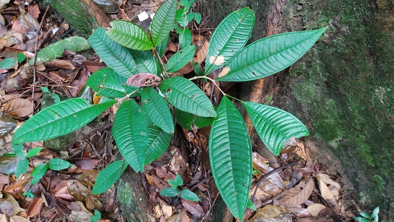 Scaphocalyx spathacea