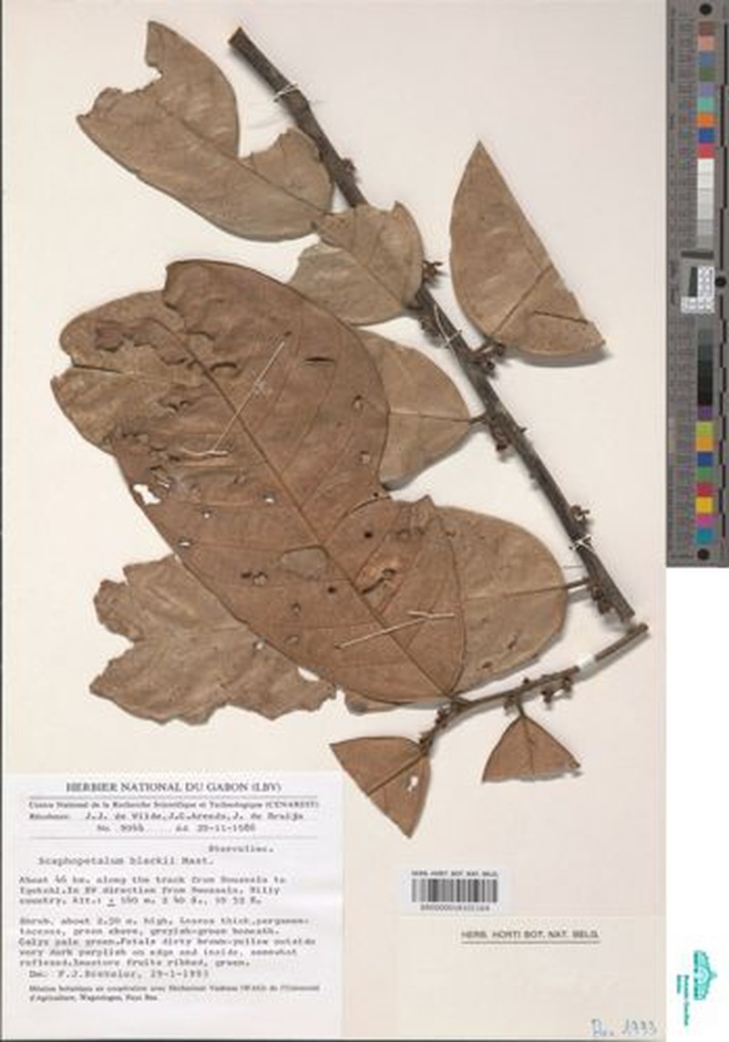 Scaphopetalum blackii var. letestui
