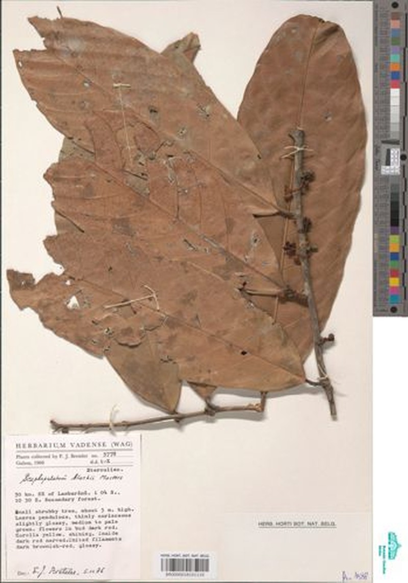 Scaphopetalum blackii var. letestui photo 2