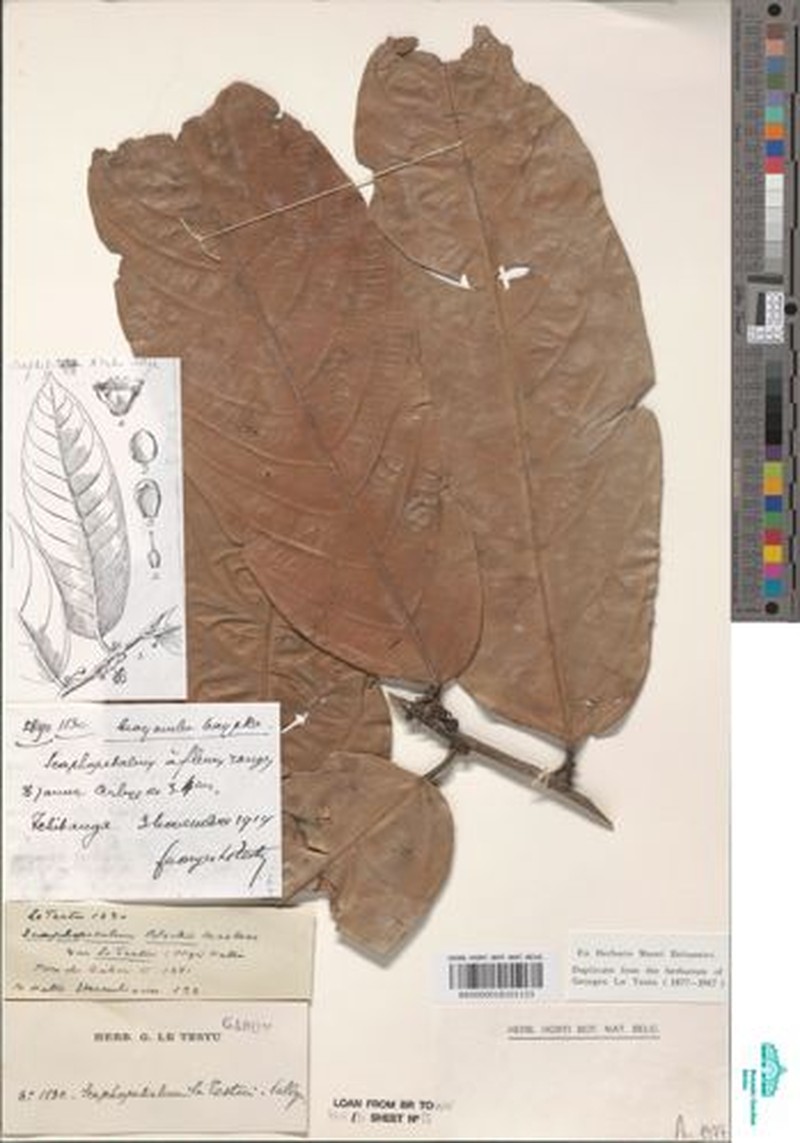 Scaphopetalum blackii var. letestui photo 3