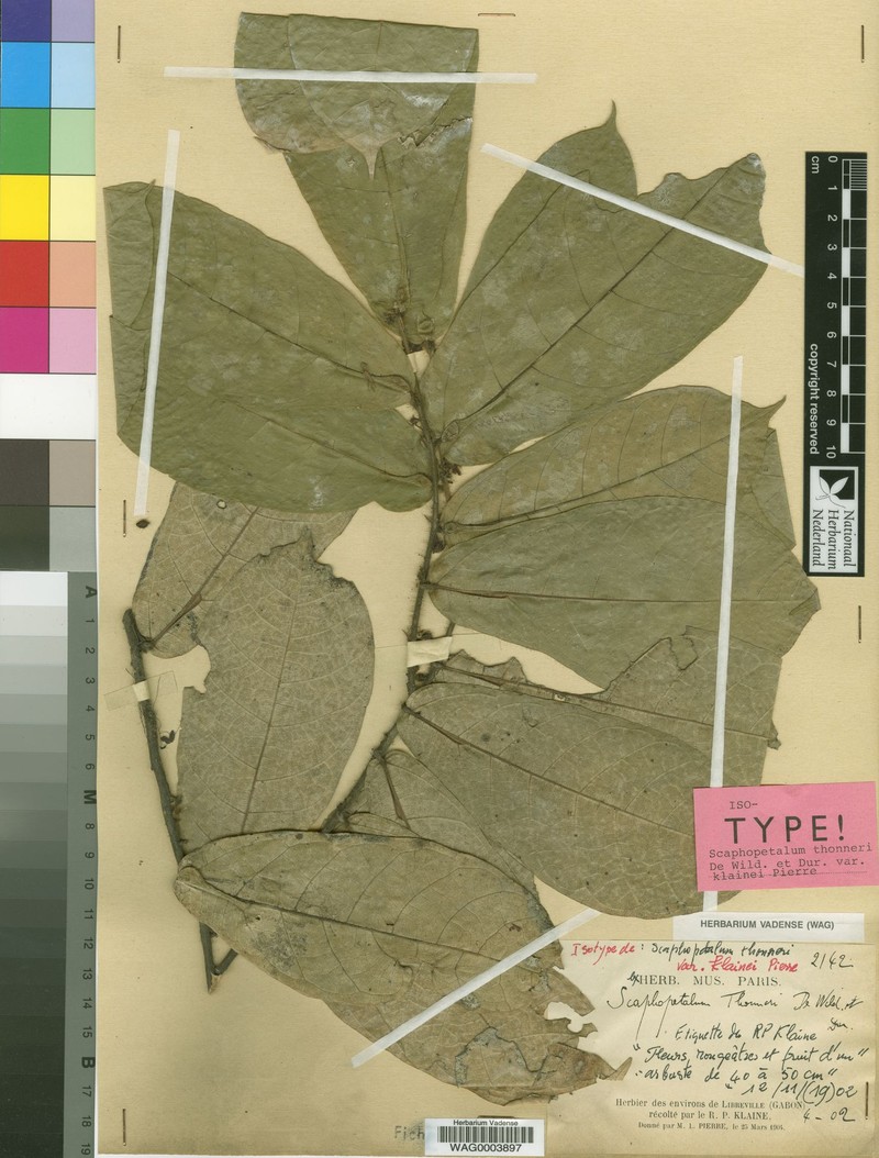 Scaphopetalum thonneri var. klainei