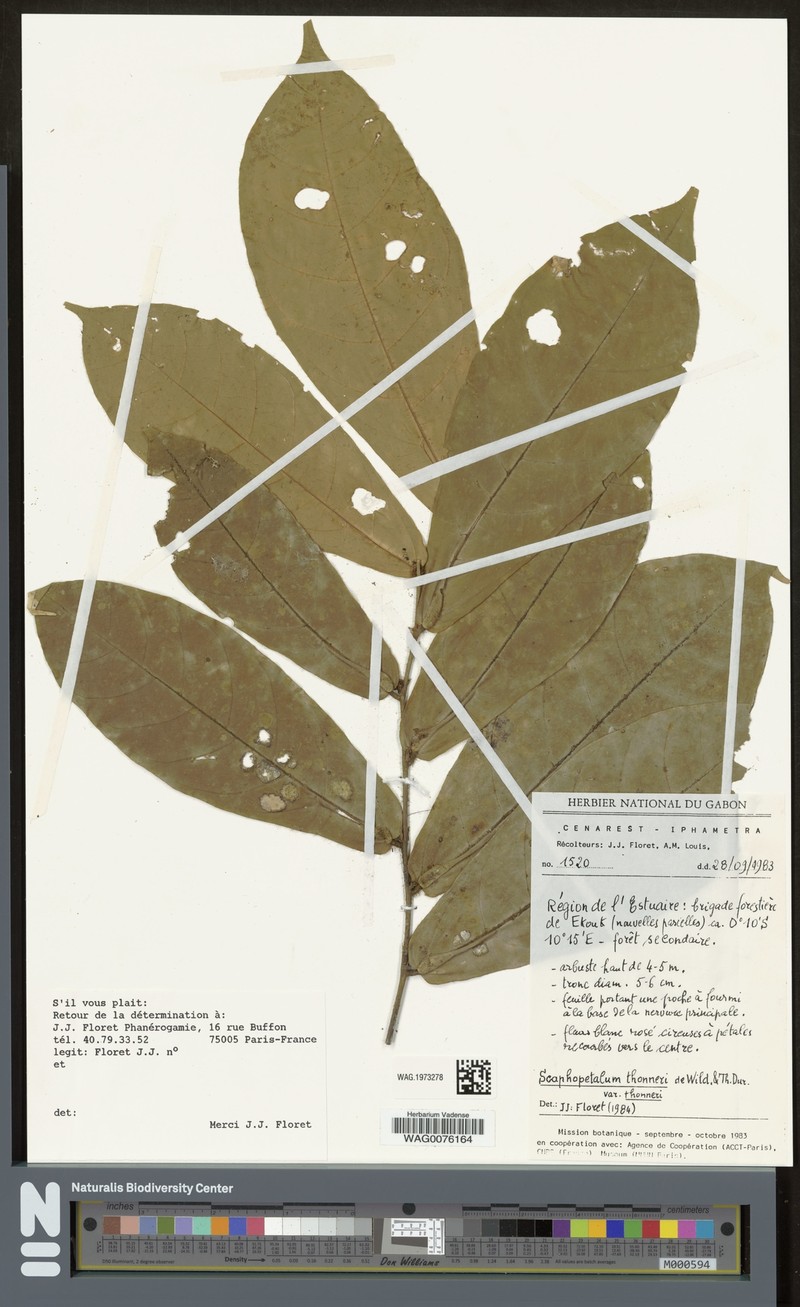 Scaphopetalum thonneri var. thonneri