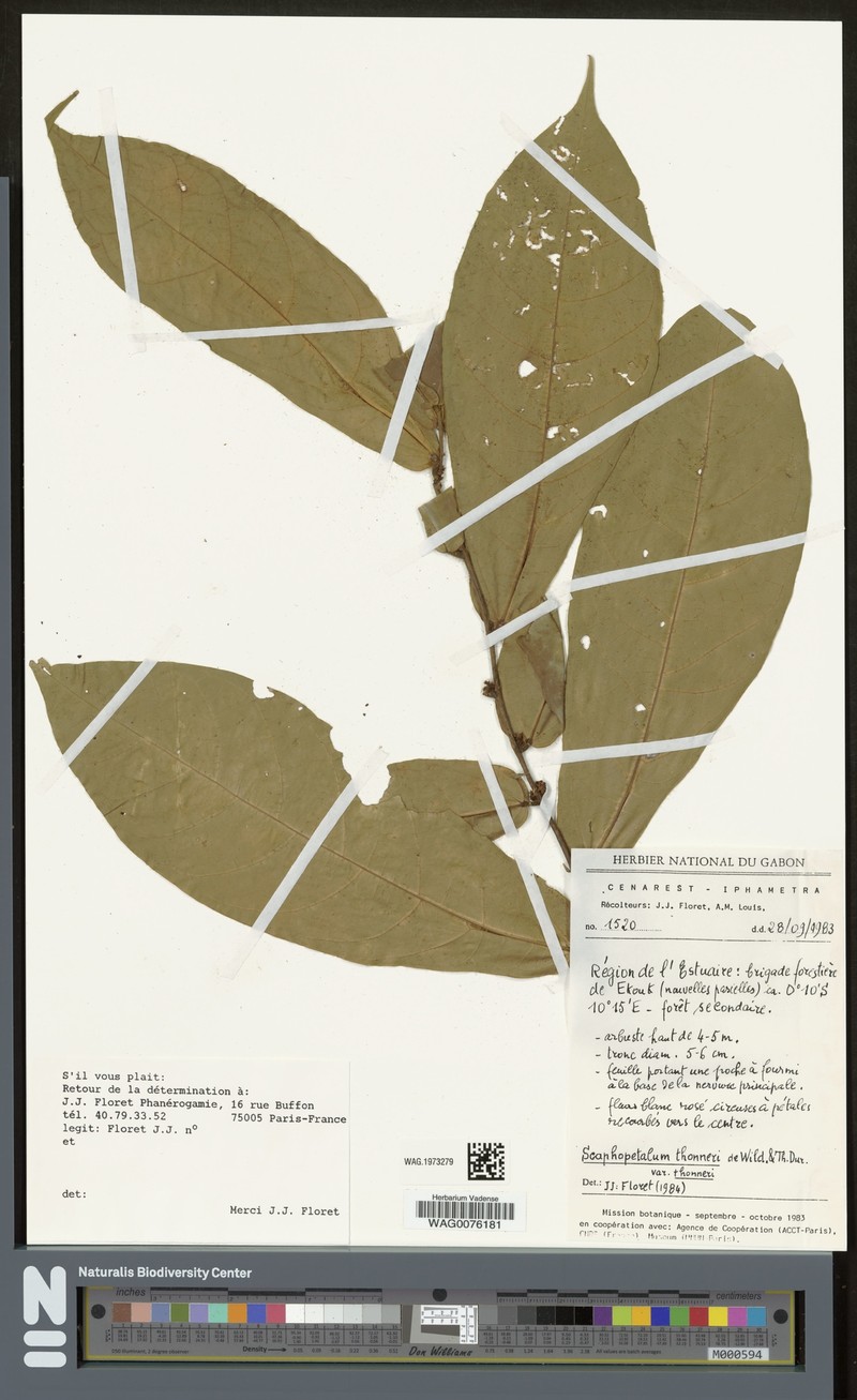 Scaphopetalum thonneri var. thonneri photo 2
