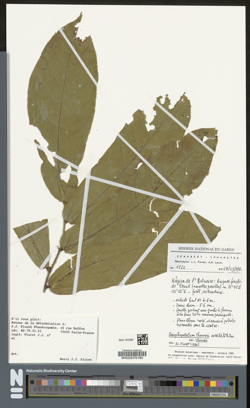 Scaphopetalum thonneri var. thonneri photo 3