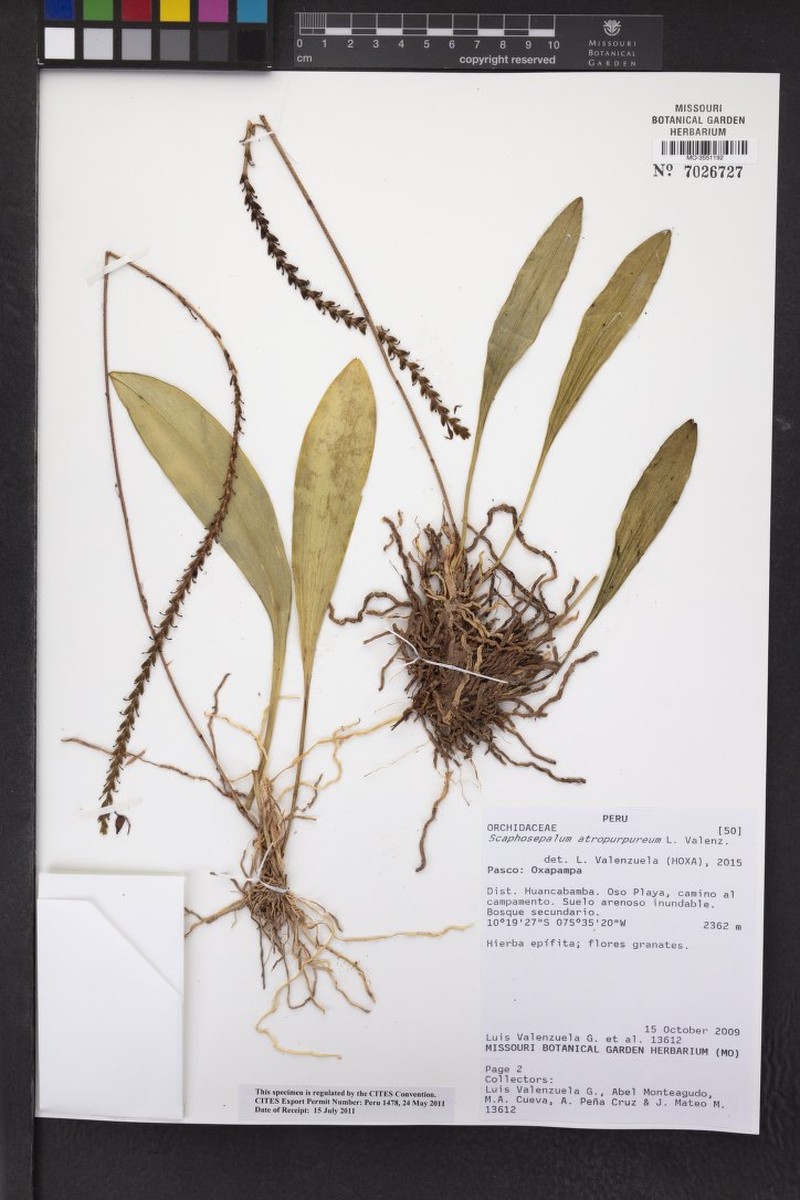 Scaphosepalum atropurpureum