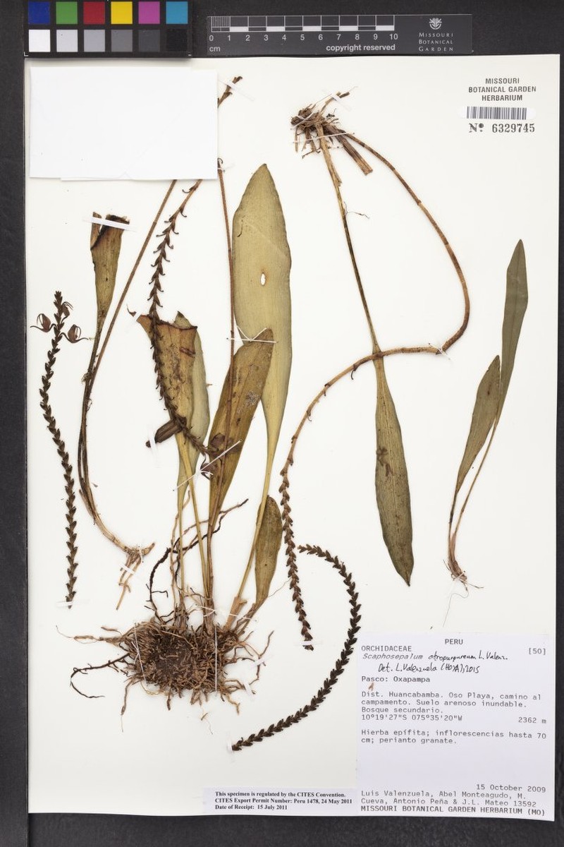 Scaphosepalum atropurpureum photo 2