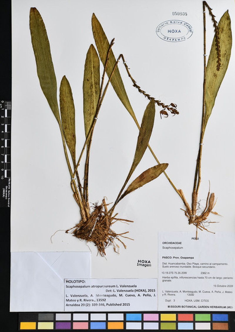 Scaphosepalum atropurpureum photo 4