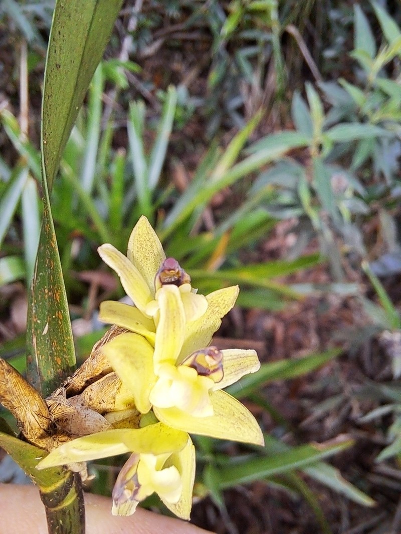 Malaysian Orchid photo 2