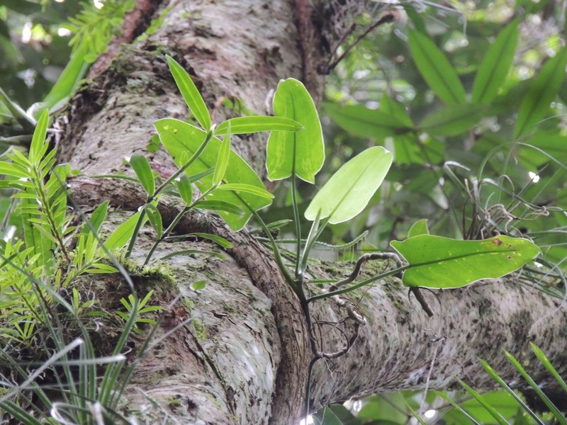 Malaysian Orchid photo 3