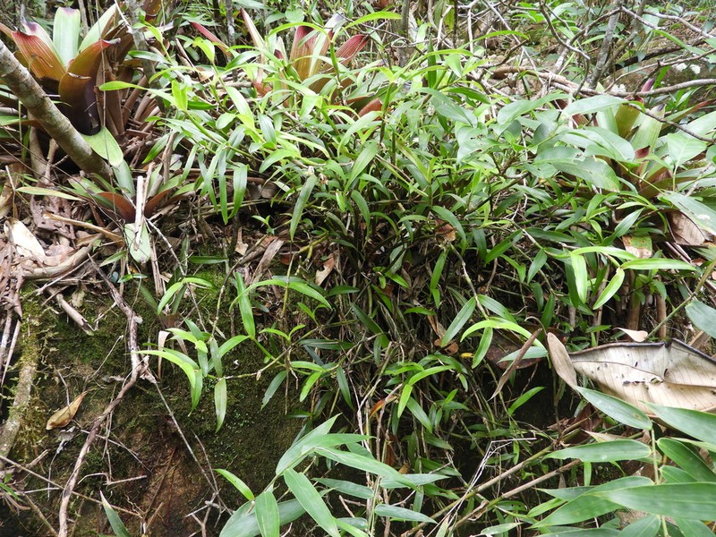 Malaysian Orchid photo 4