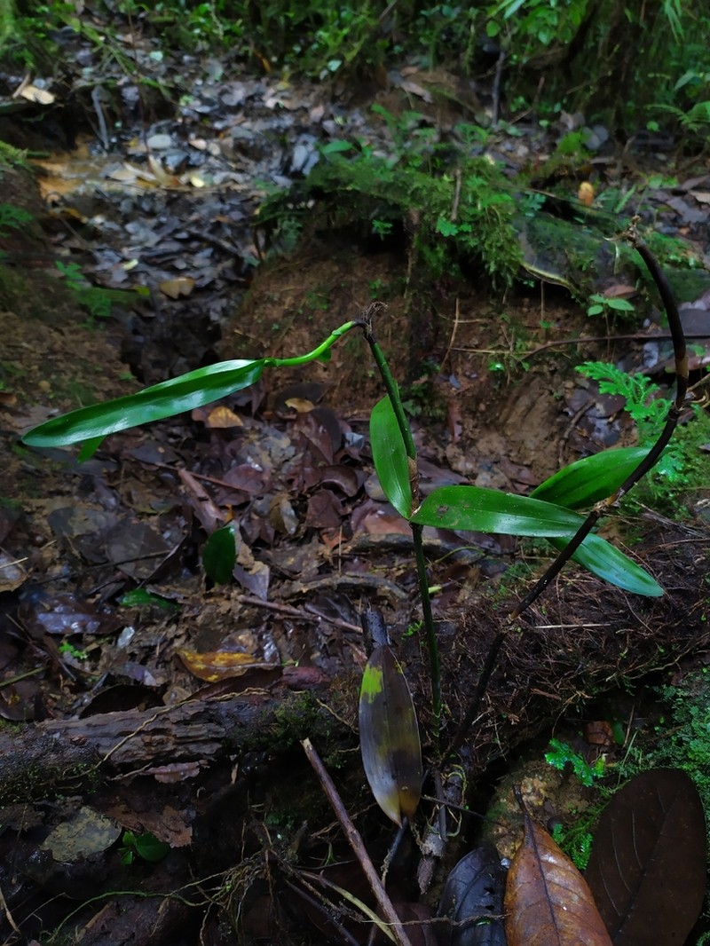 Malaysian Orchid photo 5