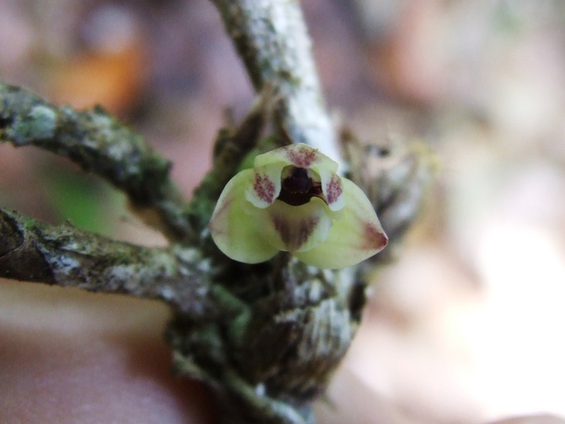 Malaysian Orchid photo 6