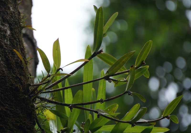 Malaysian Orchid photo 7