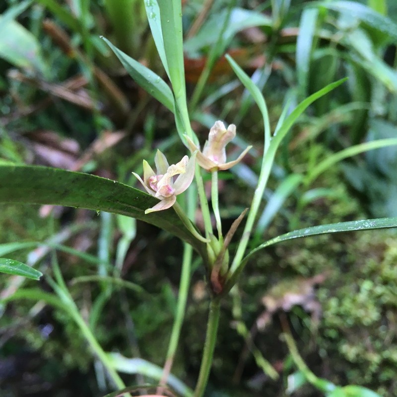 Dotted Orchid